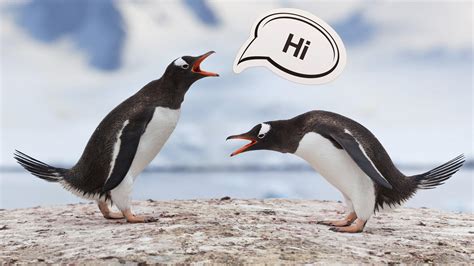 Books About How to Talk to People: Why Penguins Might Be Better Conversationalists Than You Think